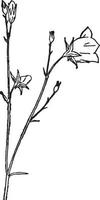 Campanula vintage illustration. vector