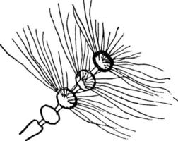 Antenna, vintage illustration. vector