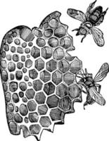 células de abejas melíferas, ilustración vintage. vector