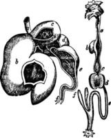 estómago de buey, ilustración vintage. vector