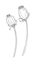 Ilustración de vector de grabado de boceto de cabeza de semilla de flor de amapola. dibujo del diseño de impresión de ropa de papaver. dibujo negro sobre fondo aislado