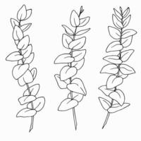 conjunto de dibujo de arte de línea de ramas de eucalipto. ilustración vectorial con plantas aisladas. boceto botánico en estilo de esquema vintage para invitaciones de boda o impresión vector