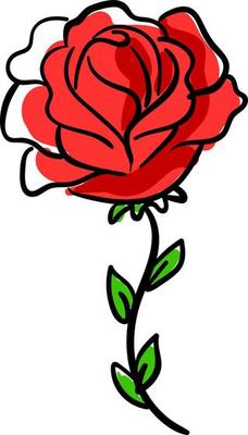 Red rose, illustration, vector on white background.