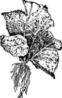 planta que surge de begonia, ilustración vintage. vector