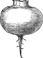 ilustración vintage de raíz primaria. vector
