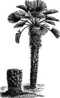 Dwarf Palm vintage illustration. vector