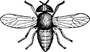 Horse Fly, vintage illustration. vector