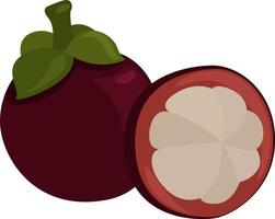 Sweet mangosteen, illustration, vector on white background.