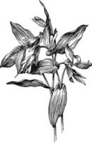 Uvularia Perfoliata vintage illustration. vector