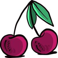 Pink cherry,illustration,vector on white background vector