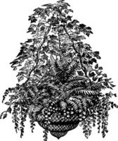 Basket of Ferns, vintage illustration. vector