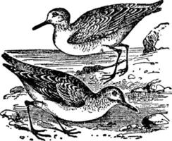 Sanderling, vintage illustration. vector