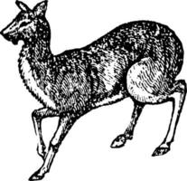 Musk Deer, vintage illustration. vector