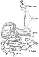 Digestive Tract, vintage illustration. vector