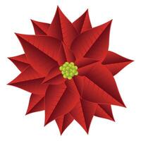 flor roja de navidad vector