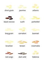 Types of rice. vector