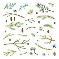 Set of hand drawn coniferous branches. vector