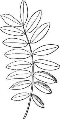 Compound Leaf vintage illustration.