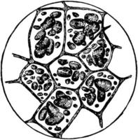 Potato Cells, vintage illustration vector