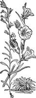 Campanula Persicifolia vintage illustration. vector