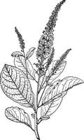 Clethra Tomentosa vintage illustration. vector