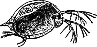pulga de agua daphnia pulex, ilustración vintage. vector