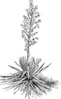 Yucca, Filamentosa, Asparagaceae, family, medicinal, purposes vintage illustration. vector