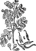 Logwood vintage illustration. vector