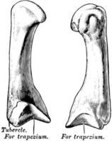 Metacarpal, vintage illustration. vector