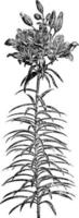 Flowering Stem of Lilium Bulbiferum vintage illustration. vector