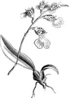 Flower-Spike, Pseudo-Bulb, and Leaf of Burlingtonia Decora vintage illustration. vector