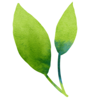 hoja verde y follaje acuarela png