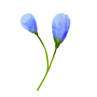 blue flowers in watercolor style png