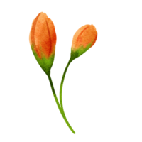 orange flowers in watercolor style png