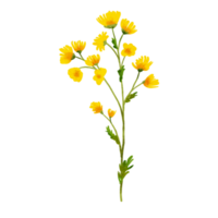 aquarela de flores silvestres amarelas png