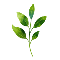 hoja verde y follaje acuarela png