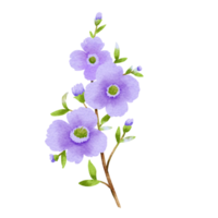 lila vild blommor vattenfärg png