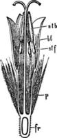 Disk-floret of the Senecio Longitudinal Section vintage illustration. vector