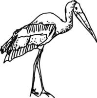 Stork drawing, illustration, vector on white background.