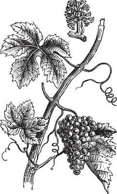 Grape vintage illustration.