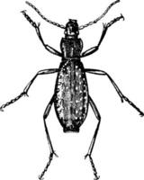 Ground Beetle, vintage illustration. vector