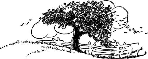 Tree vintage illustration. vector