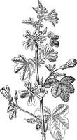 Common Mallow vintage illustration. vector