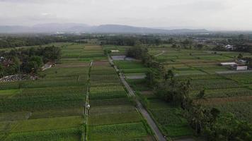 luftaufnahme des indonesischen traditionellen dorfes und des reisfeldes. video