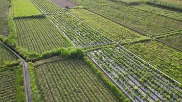 vista aérea da aldeia tradicional da indonésia e campo de arroz. video