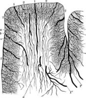 Cortical Arteries, vintage illustration. vector