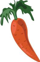 Carrot, illustration, vector on white background.
