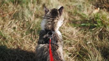 um passeio de um lindo gato fofo na coleira ao longo de um prado verde na floresta. um gatinho malhado fofo caminha no parque com o dono. clínica de cuidado de animais domésticos. tiro em primeira pessoa. câmera lenta. pov. video