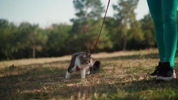 bellissimo atletico donna nel un' sportivo turchese tuta da lavoro passeggiate con sua soffice gatto su guinzaglio nel foresta su un' verde prato. carino gattino passeggiate nel il parco con il proprietario. animale domestico cura. lento movimento. avvicinamento. video