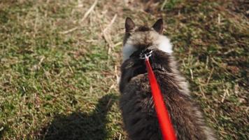 un' camminare di un' bellissimo soffice gatto su un' guinzaglio lungo un' verde prato nel il foresta. un' carino macchiato gattino passeggiate nel il parco con il proprietario. animale domestico cura. tiro a partire dal il primo persona. lento movimento. pov. video